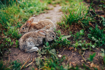 Family of rabbits little children live in a pet farm. Concept eco-meat, breeding rabbits.