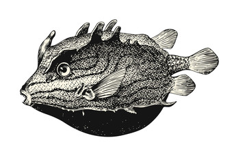 vintage sealife vector illustration: detailed retro drawing of a funny trunk fish - great as a design element for nursery art © my_stock