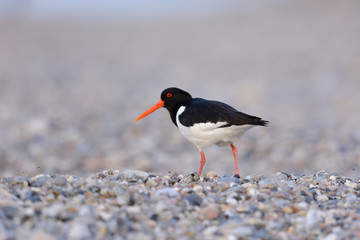 Austernfischer am Strand