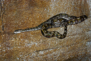 Ferme des crocodiles de Pierrelatte : Serpents exotiques (Drôme-France)