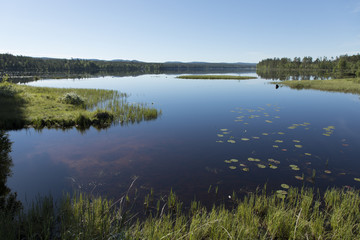 A view over a lake and a forest in the back in the northern part of Sweden