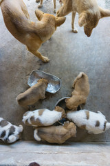 The group of puppies eating