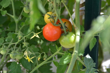 Tomates