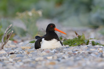Austernfischer mit K&uuml;ken an seinem Gelege