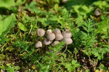 Petits champignons dans l'herbe
