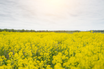Obraz premium Spring background with beautiful yellow flowers.