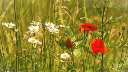 Wild flowers relating to the meadow