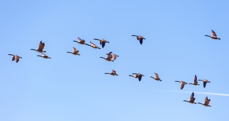 Canadian Geese in Flight. Migrating Canada Geese live in a great many habitats near water, grassy fields, and grain fields. They often fly in a 