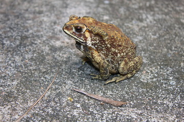 Large tropical toad on a concrete road