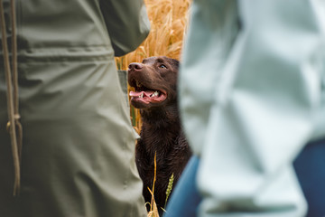 Portrait von einem jungen braunen labrador retriever hund welpen mit hellen intensiven Augen in einem Feld zwischen zwei Personen