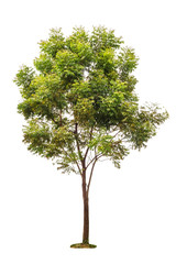 Fototapeta premium big green trees isolated on white background