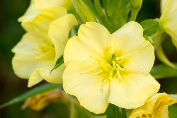 Obraz na płótnie Canvas yellow primrose flower