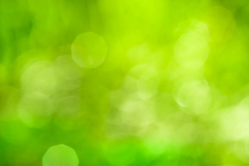 Fototapeta premium green nature blurred background