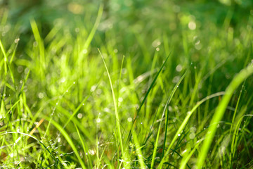 water drops on green grass
