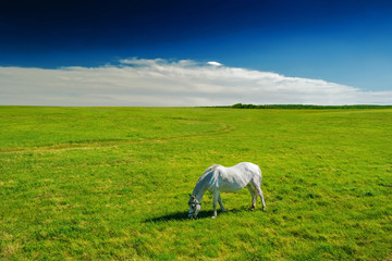 Obraz premium Beautiful landscape with the lonely horse in a field and blue sky above.