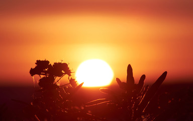 Plant silhouette on the background of the blazing dazzling sunrise