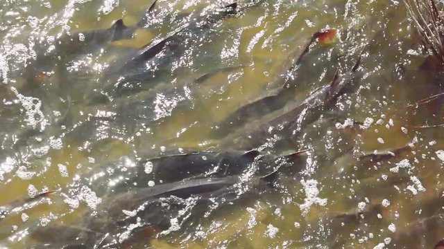 Sturgeon and Carp Spawning at De Pere Dam on Fox River, Wisconsin