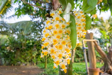 Beautiful yellow orchird