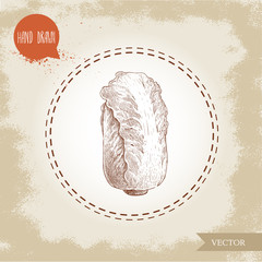 Hand drawn sketch chinese cabbage. Pe-tsai exotic vegetable. Eco food vector illustration.