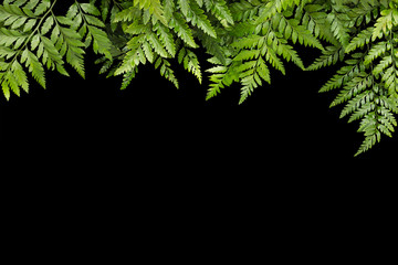 green leaves for frame on black background, nature border