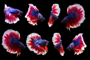 collection of betta fish isolated on black background.