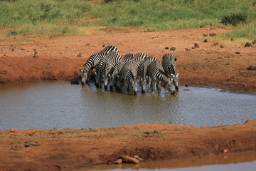 Fototapeta na wymiar Zebra drinking at water hole