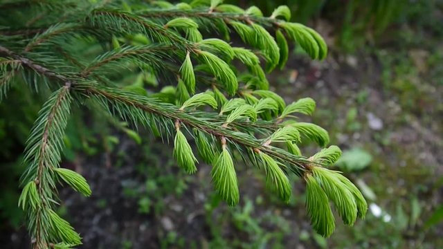 Young green fir tree branch moving in the light wind breeze. Closeup.
