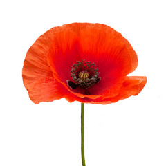 bright red poppy flower isolated on white