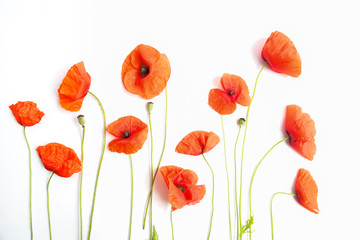 Red poppy flowers in a row on white. Flat lay. Top view