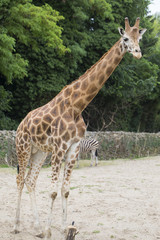 High giraffe stands in the sand