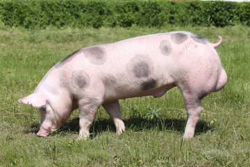Side view shot of a beautiful young pietrain pig