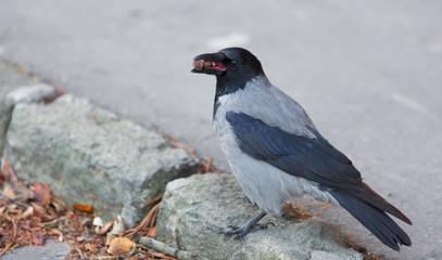 Aves en Budapest - Hungary
