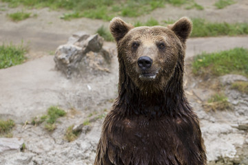 The brown bear stands on its hind legs and looks around