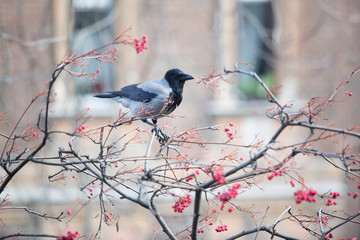 Fototapeta premium Aves en Budapest - Hungary