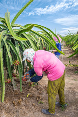 Group of people harvest the dragon fruits in the morning
