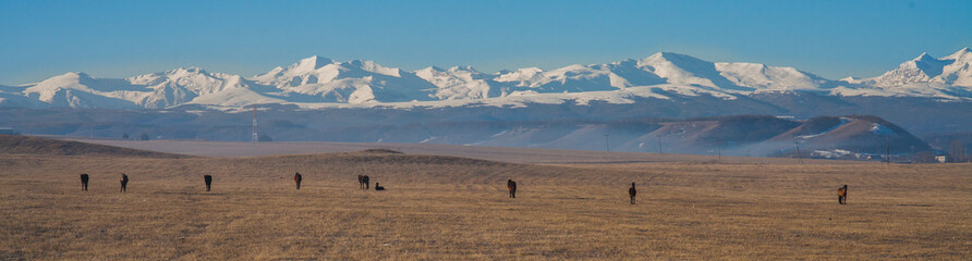 panorama of herd of horses grazing in the steppe against the snow-covered mountain range