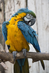 yellow and blue macaws perched on a branch, preening