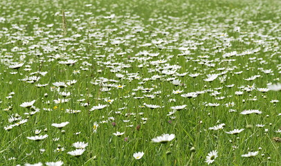 Łąka strokrotek © Henryk Niestrój