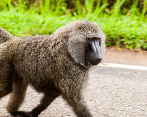 Baboons, Uganda