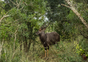 Nyala male in the woodland of the Hluhluwe iMfolozi Park