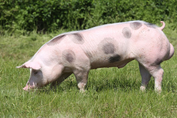 Young pietrain breed pig on natural environment