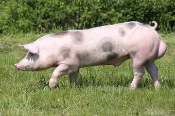 Fototapeta premium Side view photo of a pietrain young pig on the meadow