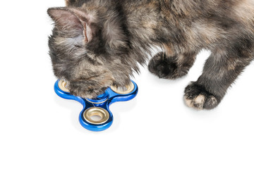 Cat sniffing blue spinner lying on the floor, close-up, isolated on white background