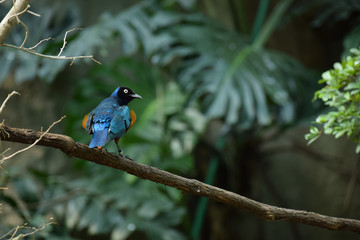 Close Mouthed Superb Starling