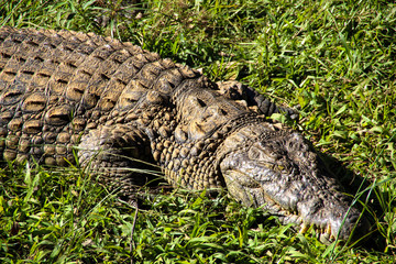 Nile crocodile on Madagascar