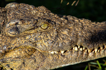 Fototapeta premium Nile crocodile on Madagascar