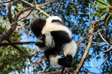 Black-and-white ruffed lemur, Madagascar
