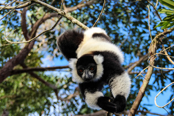 Black-and-white ruffed lemur, Madagascar