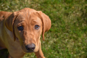 Red Lab Pup