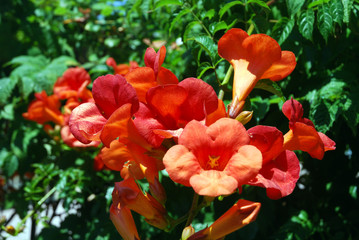 Bosquets fleuris au cœur de Saint-Tropez